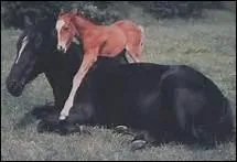 Qui a crit le pome commenant par 'Cheval seul, cheval perdu' ?