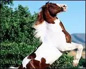 Comment s'appelait, dans sa chanson, le cheval de Hugues Aufray ?