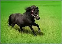 Dans quel livre, Jean d'Ormesson rend hommage au cheval ?