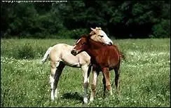 Qu'a dit Joseph Kessel  propos du cheval ?