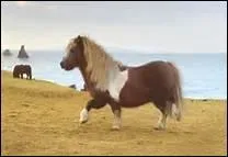 Pour qui est-on tous un peu cheval ?