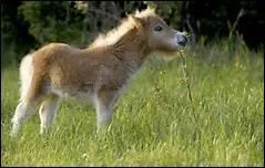Qu'a dit Pierre Drieu La Rochelle au sujet d'un cheval ?