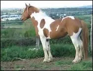 Pour quel cheval, Lamartine a crit 'Coursier n des amours/De la foudre et du vent' ?