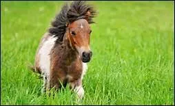 Comment Nuno Oliveira pense qu'un cheval devient un ami ?