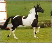 Pour Robert Margerit, qu'est-ce que le cheval ...