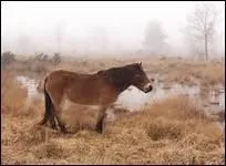 Selon le proverbe, 'A cavalier novice ... '