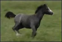 Qui a dit 'J'ai vu parfois dans le regard du cheval la beaut inhumaine d'un monde avant le passage des hommes' ?