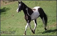 Comment sont les yeux d'un cheval, pour Patrick Besson ?