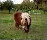 Selon une blague d'hippodrome, 'La preuve que les chevaux sont intelligents, c'est ... '