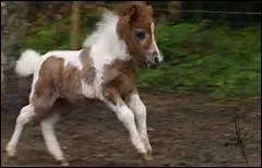 Selon un proverbe, 'On ne choisit pas un cheval ... '