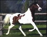 Selon un proverbe limousin, 'Le mauvais cheval n'est pas celui qui tombe mais celui ... '