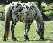 Selon un proverbe, 'Ceux qui nourrissent les chevaux ne sont pas toujours ceux ...