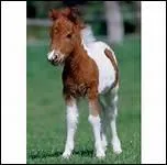 Quel(e) clbre hors-la-loi du Far West pleura son cheval, qui comprenait tout ce qu'elle lui disait ?