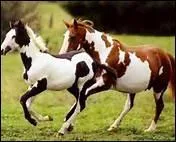 Qui a crit 'J'tais vraiment j'tais bien plus heureux/Bien plus heureux avant quand j'tais cheval' ?