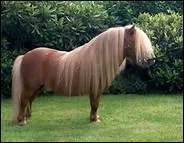 Selon le proverbe, 'Bon cheval n'a pas ... '