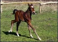 Comment s'appelait la jument de George Sand ?