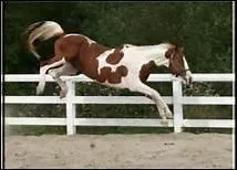 Pour Philippe Noiret, que reprsente un cheval ?