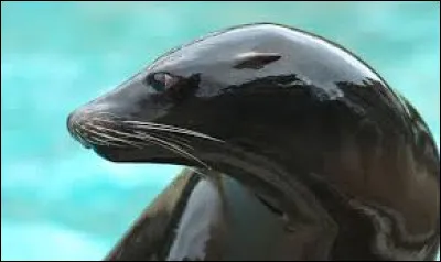 Comment se nomme le spectacle des lions de mer ?