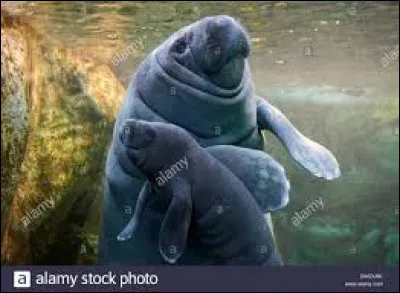 Comment s'appellent la mère et le bébé lamantins des caraïbes ?