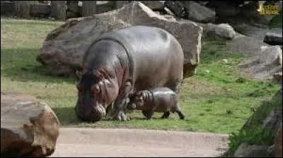 Combien y a-t-il despèces dans le zoo ?