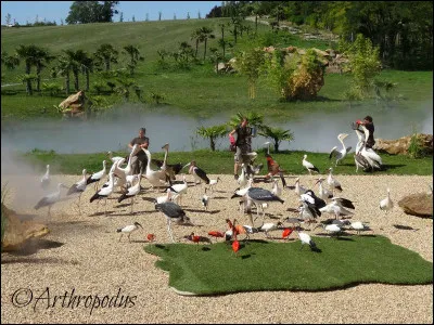 Comment se nomme le spectacle des oiseaux ?