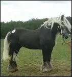 Selon la sagesse populaire, qu'est-ce qui ne sert � rien de faire � un �ne pour en faire un cheval ?