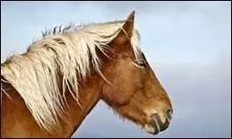 Selon Jean Giraudoux, quelle est la part la plus importante du chevalier ?