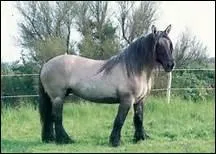 Comment s'appelait le cheval d'Adeline Wirth, sur lequel elle a �crit dans 'Cheval de coeur' ?