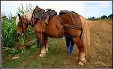 Dans 'La Gardeuse d'Oie' des fr�res Grimm, comment s'appelait le cheval de la princesse ?