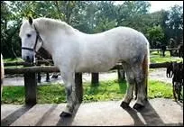 Selon le dicton, 'Bon cheval ... '