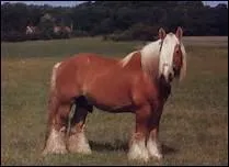 Quelle est l'origine du proverbe 'Ta langue est ton cheval : tu la pr�serves, elle te pr�servera ; tu la l�ches, elle te l�chera' ?