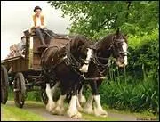 Selon la sagesse populaire, 'Qui veut vendre un cheval aveugle ... '