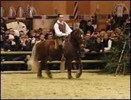 Quel auteur a �crit 'Pourquoi pleures-tu, mon beau cheval ? / Pourquoi hennis-tu douloureusement ? ' ?