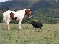 Qui a dit 'Le cheval est le troublant miroir d'une impossible innocence' ?