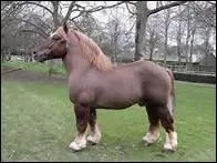 Que dit-on en Russie, � propos de l'Akhal-T�k� ?