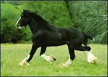 Selon un pr�cepte paysan, 'Prends un cheval d'apr�s tes yeux plut�t que d'apr�s ... '