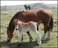 Quel po�me d'Andr� Monteilhet commence par 'Bel alezan dor� mon camarade' ?