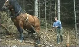 Qui a dit 'Les chevaux sont la perfection, sortis de la pierre, une offrande aux dieux, un acquis pour l'humanit� qui les regarde' ?