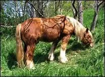 Selon un dicton, un cheval qui porte de l'or ...