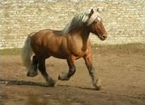 Quiz Animaux