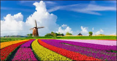 Quelle équipe s'inclina en finale ?