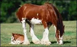 Que dit-on en plaisantant,  Saumur ? 'Le problme avec les chevaux ... '