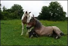 Qu'est-ce que Churchill prconisait aux parents de donner  leur enfant ?