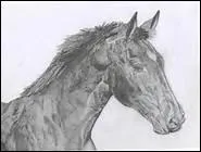 Qu'a dit Sidi Hamed Ben Yousseuf ? 'Si je n'avais pas vu la jument faire les chevaux, je dirais ... '