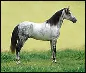 Selon le proverbe, 'Queue trop courte ... '