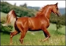 Selon le folklore judo-arabe, que rpon le mulet quand on lui demande qui est son pre ?