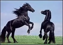 Selon la sagesse populaire, mme si un cheval a 4 jambes ...