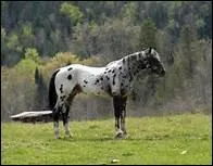 Quel auteur trouve qu'il n'y a rien de plus beau qu'un cheval au galop ?