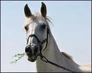 Quel philosophe a dit que l'homme n'aura jamais la perfection du cheval ?