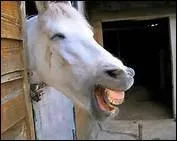 Comment se nommait le cheval de Marguerite Yourcenar ?